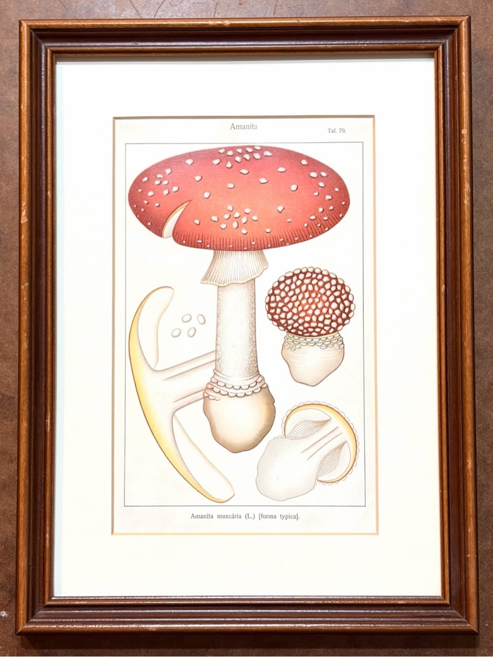 Vintage- 🍄 Amanita Muscária Red Mushroom Botanical Art Print- Framed w/ Glass